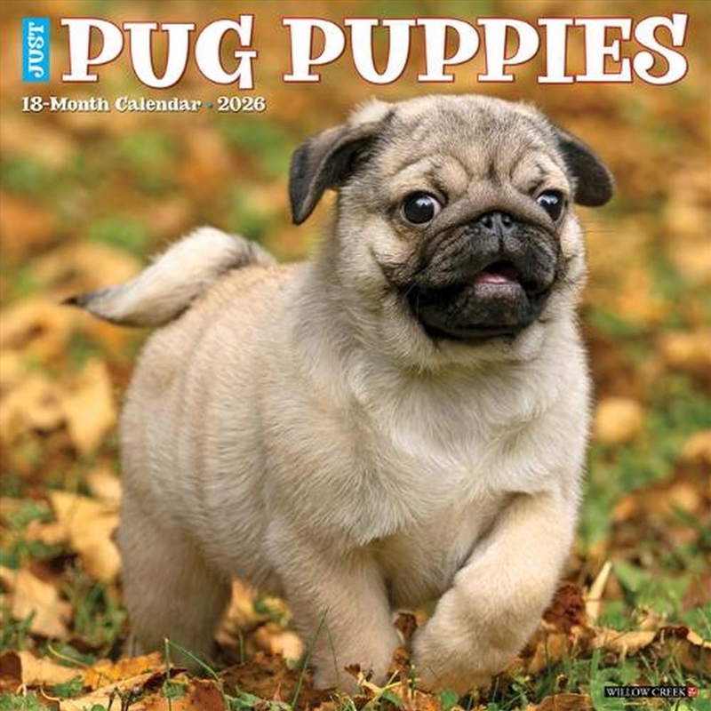 Pug Puppies 2026 12 X 12 Wall Calendar/Product Detail/Calendars & Diaries
