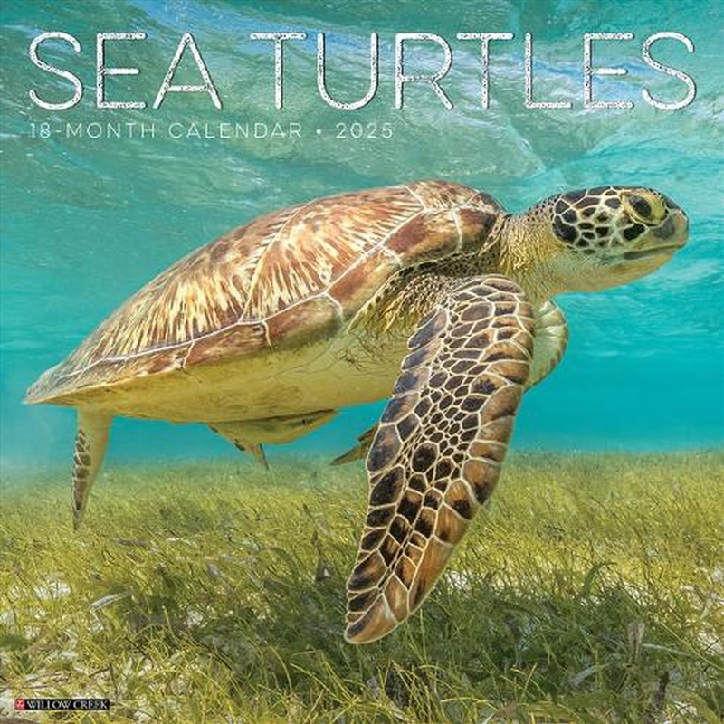 Sea Turtles 2026 12 X 12 Wall Calendar/Product Detail/Calendars & Diaries