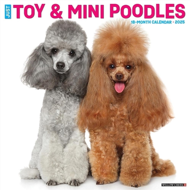 Toy & Miniature Poodles 2026 12 X 12 Wall Calendar/Product Detail/Calendars & Diaries