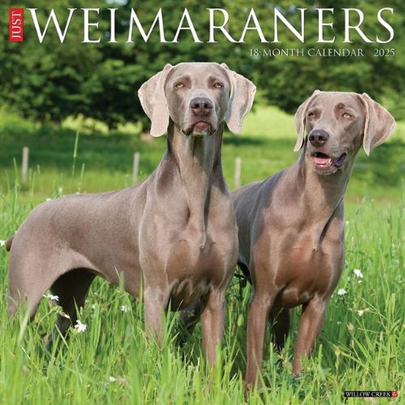 Weimaraners 2026 12 X 12 Wall Calendar/Product Detail/Calendars & Diaries