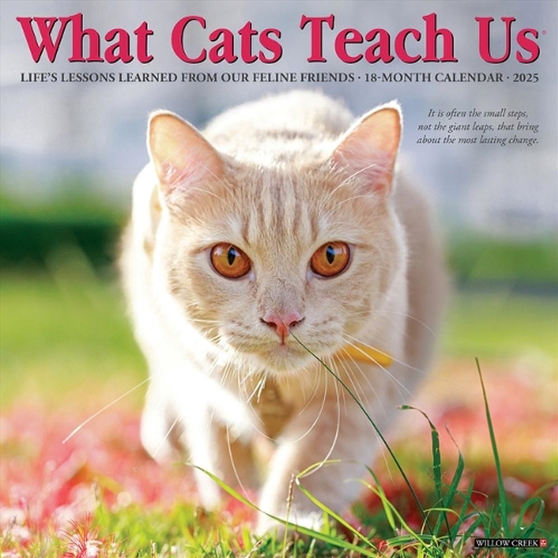 What Cats Teach Us 2026 12 X 12 Wall Calendar/Product Detail/Calendars & Diaries