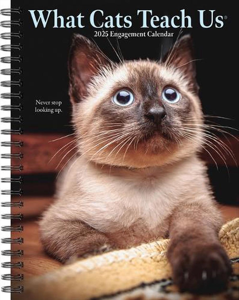 What Cats Teach Us 2026 6.5 X 8.5 Engagement Calendar/Product Detail/Calendars & Diaries