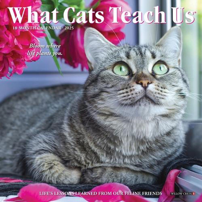 What Cats Teach Us 2026 7 X 7 Mini Wall Calendar/Product Detail/Calendars & Diaries