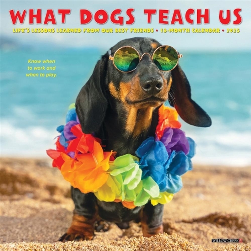 What Dogs Teach Us 2026 7 X 7 Mini Wall Calendar/Product Detail/Calendars & Diaries