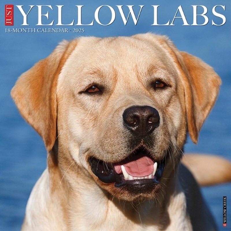 Yellow Labs 2026 12 X 12 Wall Calendar/Product Detail/Calendars & Diaries