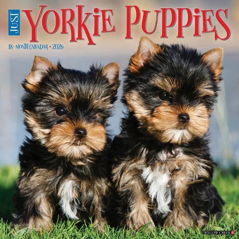 Yorkie Puppies 2026 12 X 12 Wall Calendar/Product Detail/Calendars & Diaries