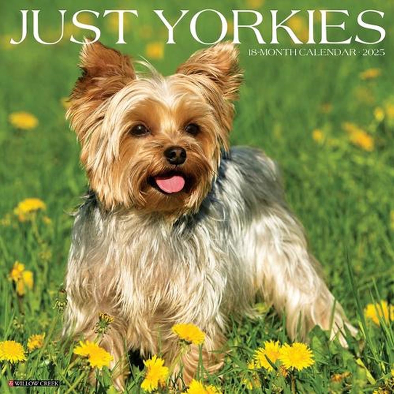 Yorkies 2026 12 X 12 Wall Calendar/Product Detail/Calendars & Diaries
