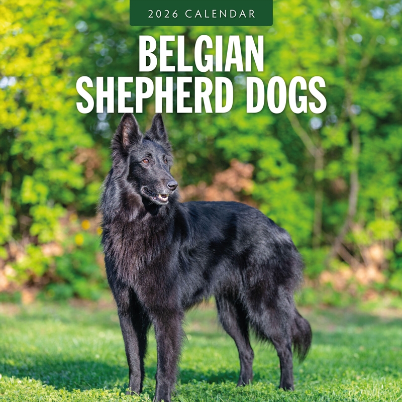 Belgian Shepherd Dogs 2026 Square Wall Calendar/Product Detail/Calendars & Diaries