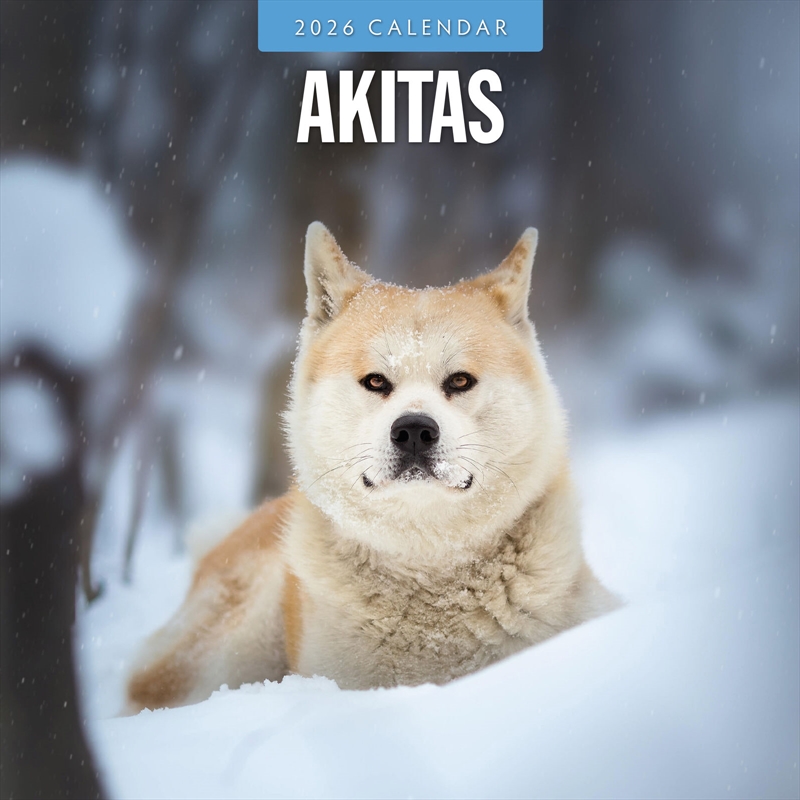 Akitas 2026 Square Wall Calendar/Product Detail/Calendars & Diaries