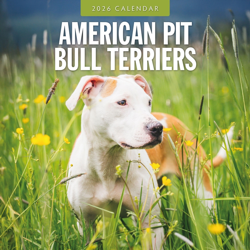 American Pit Bull Terriers 2026 Square Wall Calendar/Product Detail/Calendars & Diaries