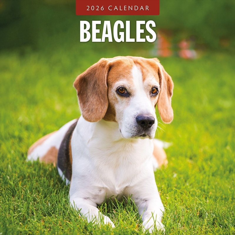 Beagles 2026 Square Wall Calendar/Product Detail/Calendars & Diaries