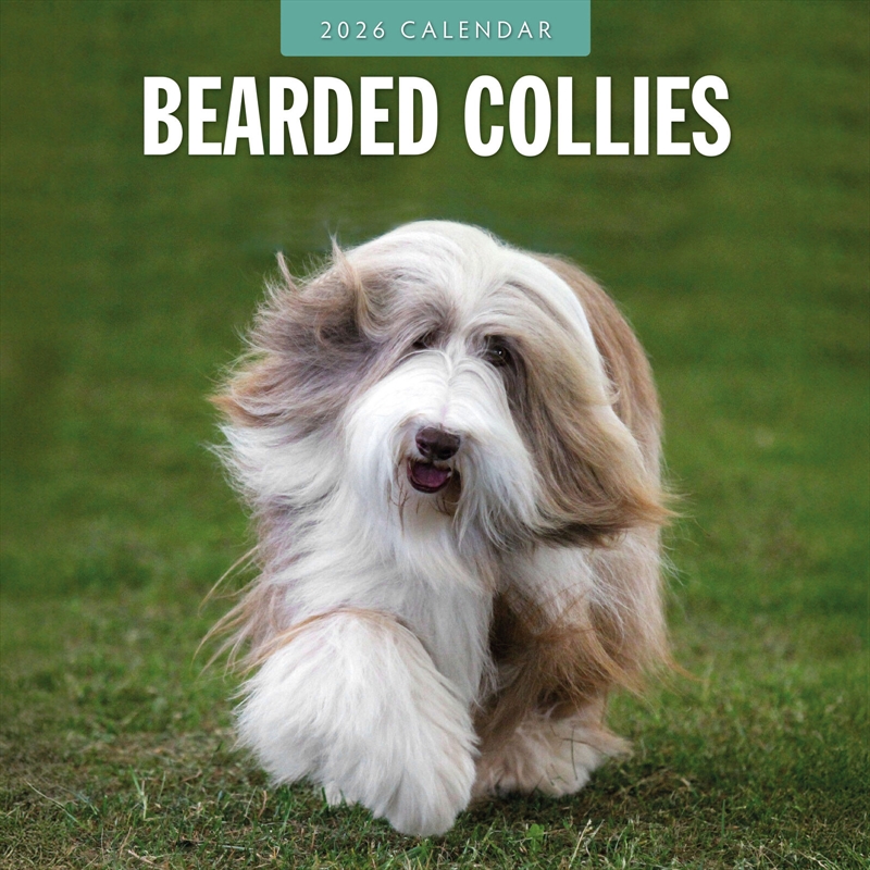 Bearded Collies 2026 Square Wall Calendar/Product Detail/Calendars & Diaries