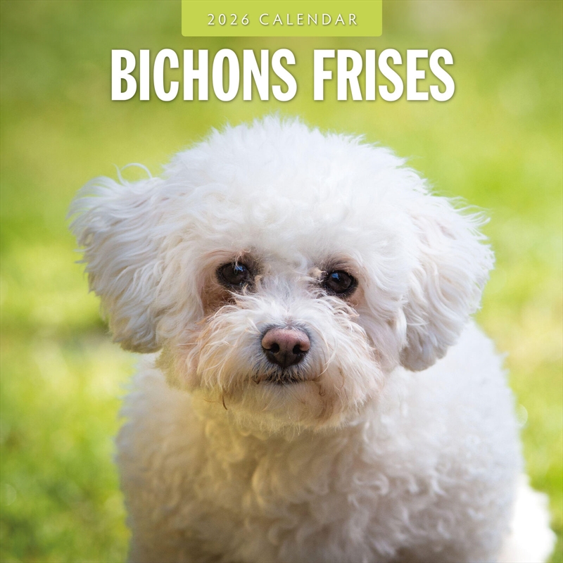 Bichons Frises 2026 Square Wall Calendar/Product Detail/Calendars & Diaries