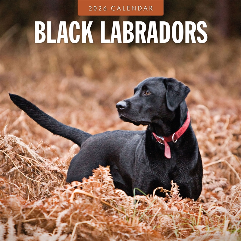 Black Labradors 2026 Square Wall Calendar/Product Detail/Calendars & Diaries