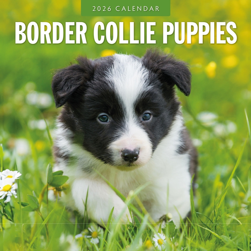 Border Collie Puppies 2026 Square Wall Calendar/Product Detail/Calendars & Diaries
