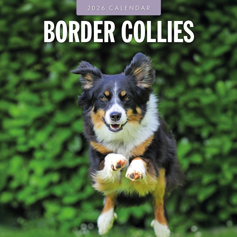 Border Collies 2026 Square Wall Calendar/Product Detail/Calendars & Diaries