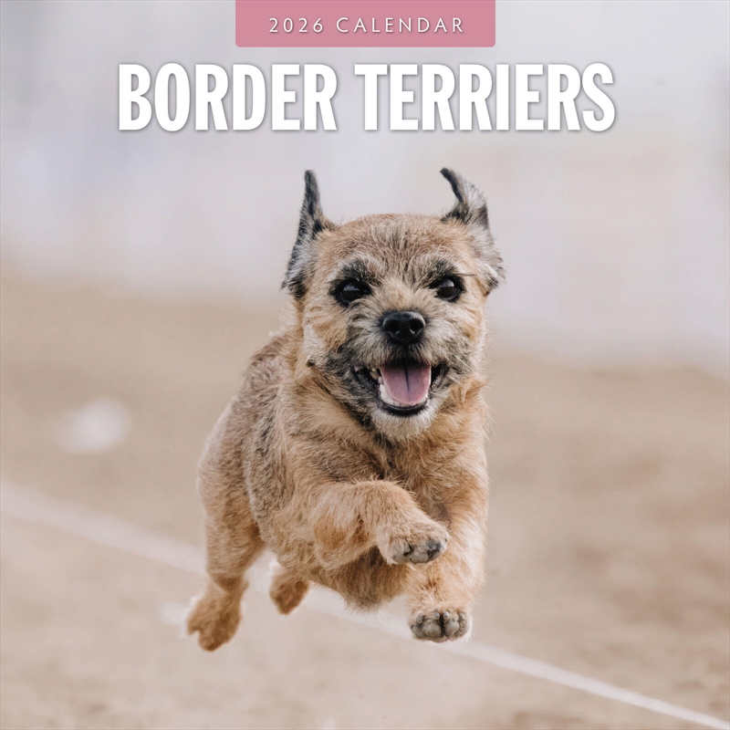 Border Terriers 2026 Square Wall Calendar/Product Detail/Calendars & Diaries