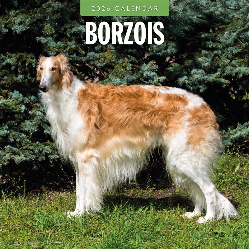 Borzois 2026 Square Wall Calendar/Product Detail/Calendars & Diaries