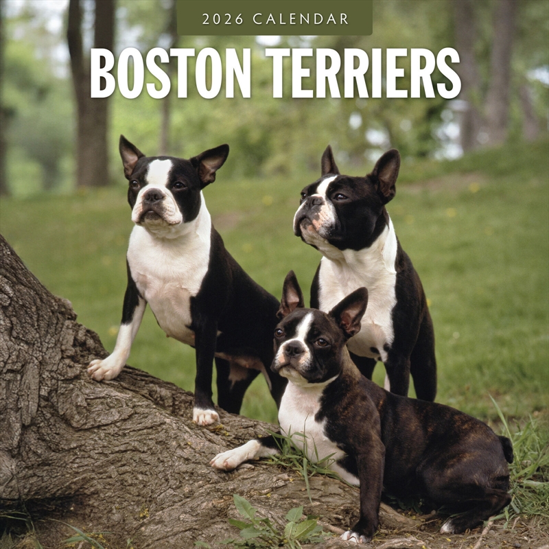 Boston Terriers 2026 Square Wall Calendar/Product Detail/Calendars & Diaries