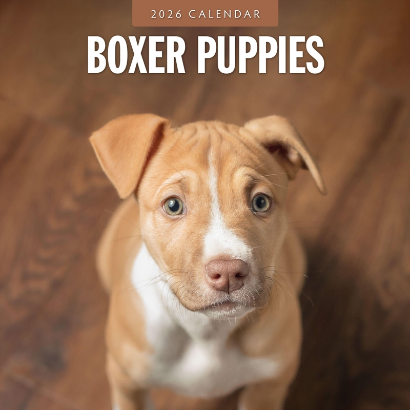Boxer Puppies 2026 Square Wall Calendar/Product Detail/Calendars & Diaries