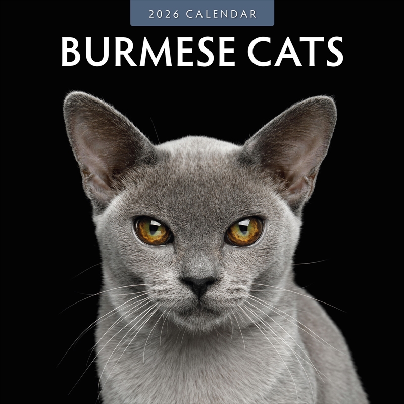 Burmese Cats 2026 Square Wall Calendar/Product Detail/Calendars & Diaries