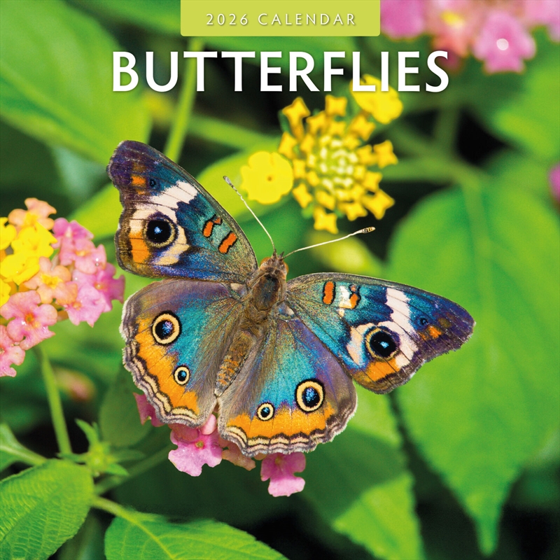 Butterflies 2026 Square Wall Calendar/Product Detail/Calendars & Diaries