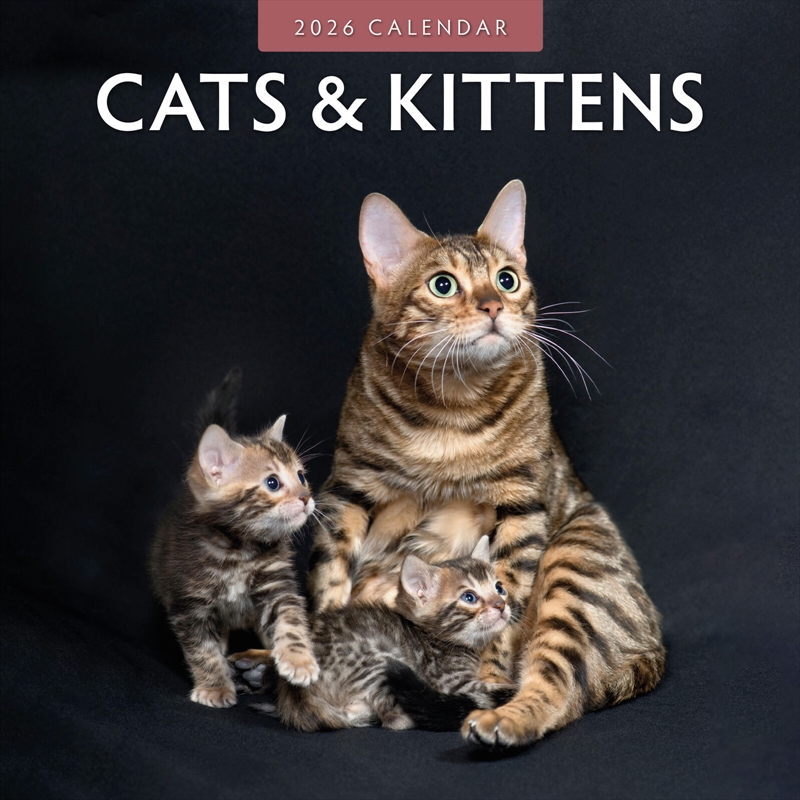 Cats & Kittens 2026 Square Wall Calendar/Product Detail/Calendars & Diaries