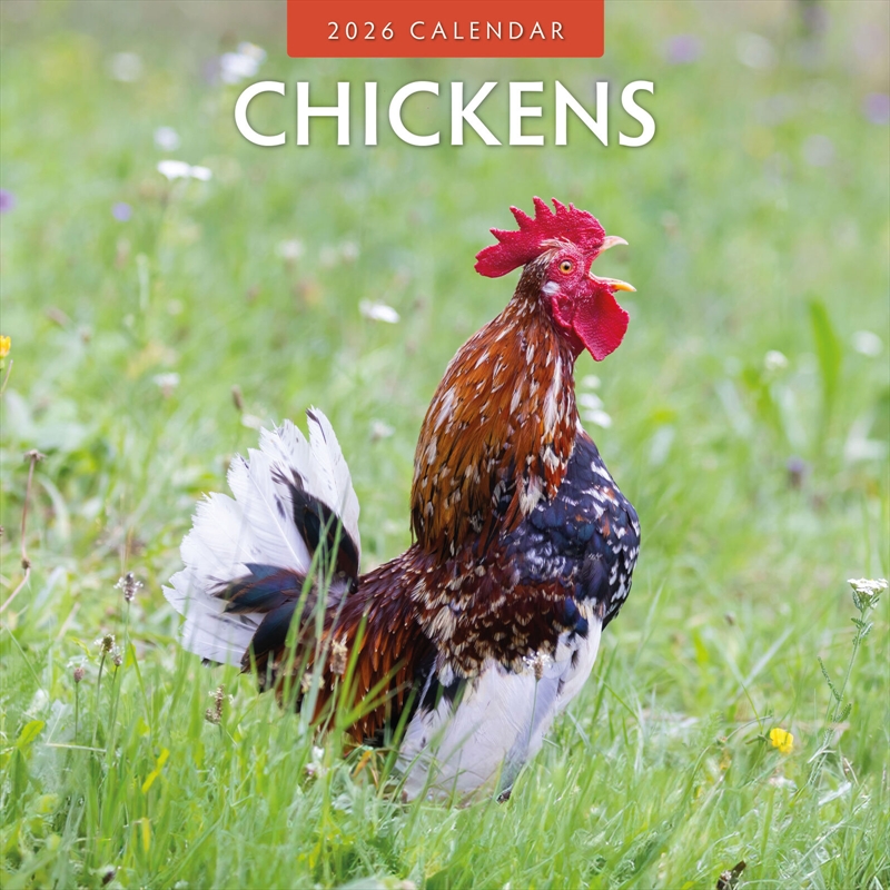 Chickens 2026 Square Wall Calendar/Product Detail/Calendars & Diaries