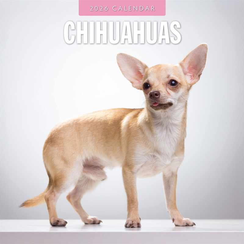 Chihuahuas 2026 Square Wall Calendar/Product Detail/Calendars & Diaries