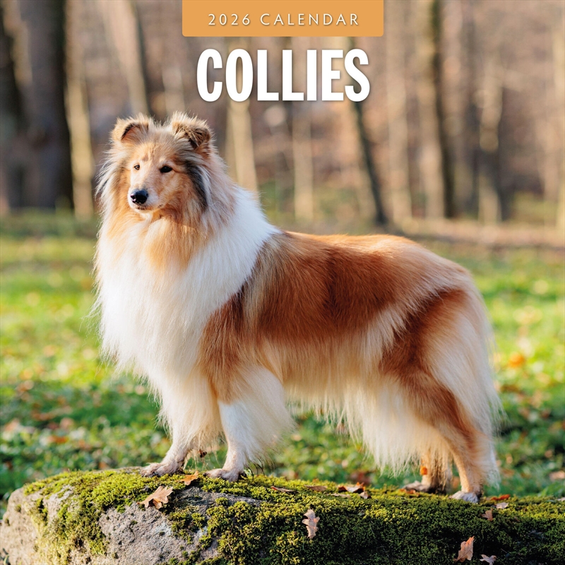 Collies 2026 Square Wall Calendar/Product Detail/Calendars & Diaries