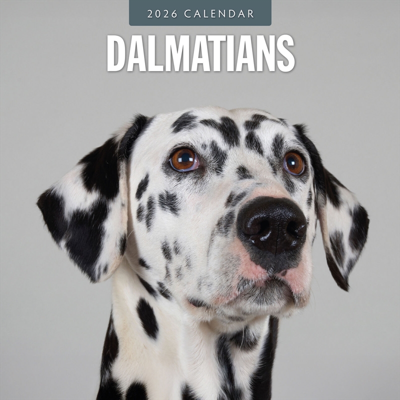 Dalmatians 2026 Square Wall Calendar/Product Detail/Calendars & Diaries