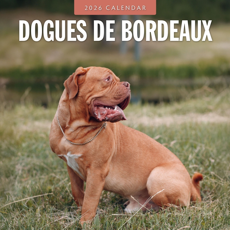 Dogues De Bordeaux 2026 Square Wall Calendar/Product Detail/Calendars & Diaries