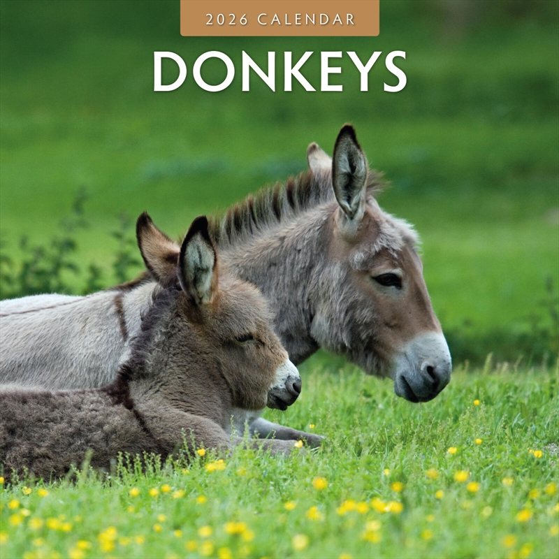 Donkeys 2026 Square Wall Calendar/Product Detail/Calendars & Diaries