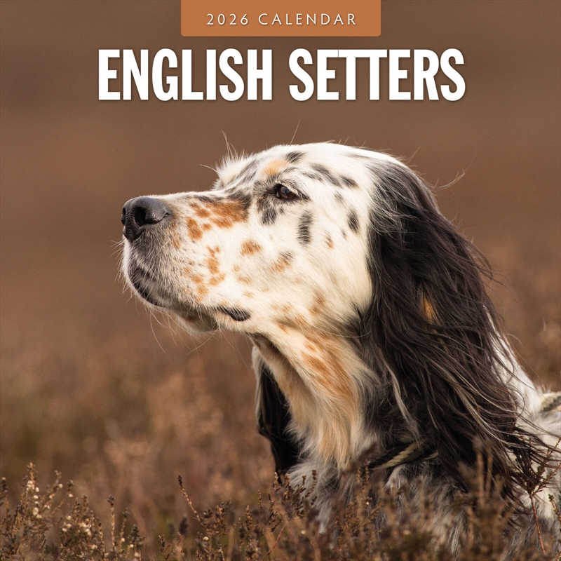 English Setters 2026 Square Wall Calendar/Product Detail/Calendars & Diaries
