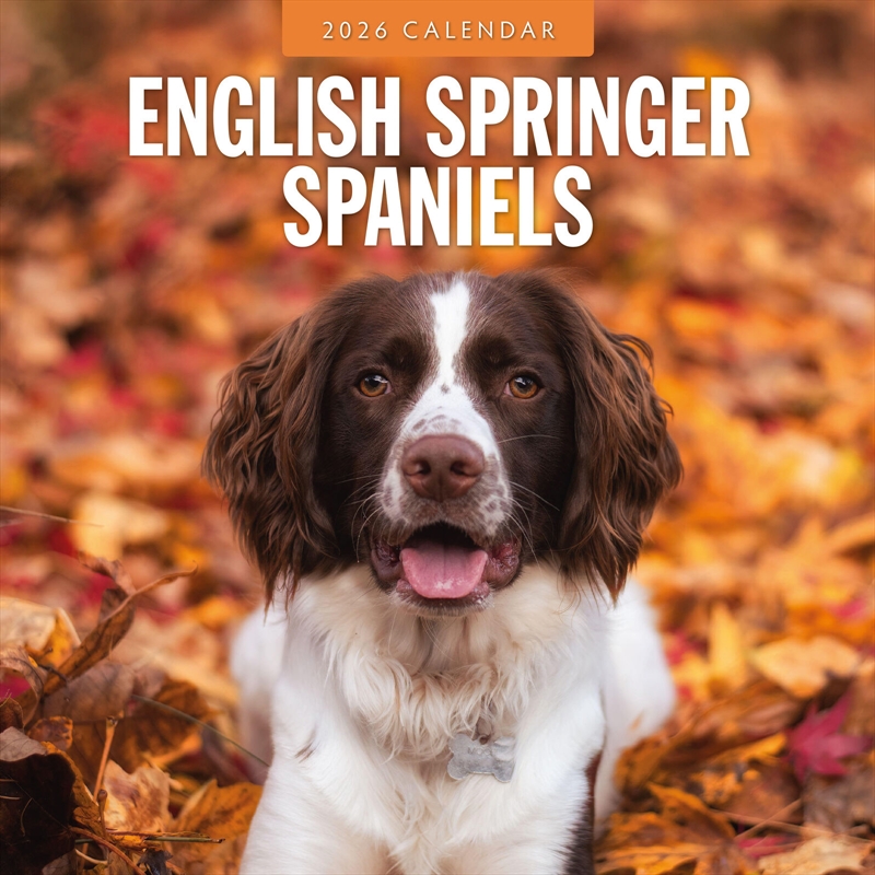 English Springer Spaniels 2026 Square Wall Calendar/Product Detail/Calendars & Diaries