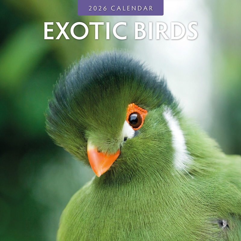 Exotic Birds 2026 Square Wall Calendarr/Product Detail/Calendars & Diaries