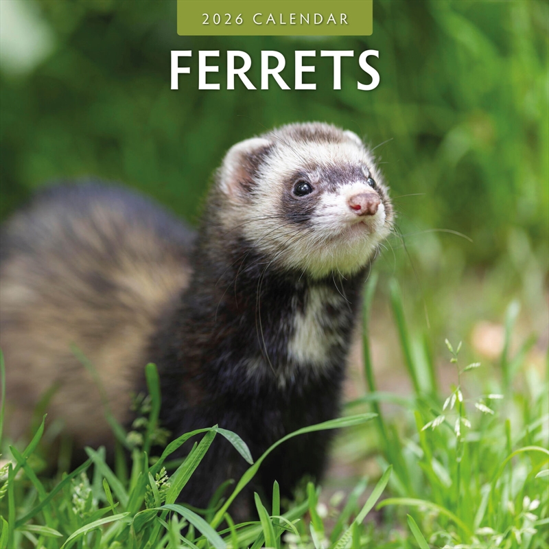 Ferrets 2026 Square Wall Calendar/Product Detail/Calendars & Diaries