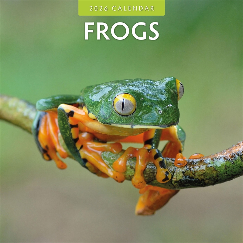 Frogs 2026 Square Wall Calendar/Product Detail/Calendars & Diaries