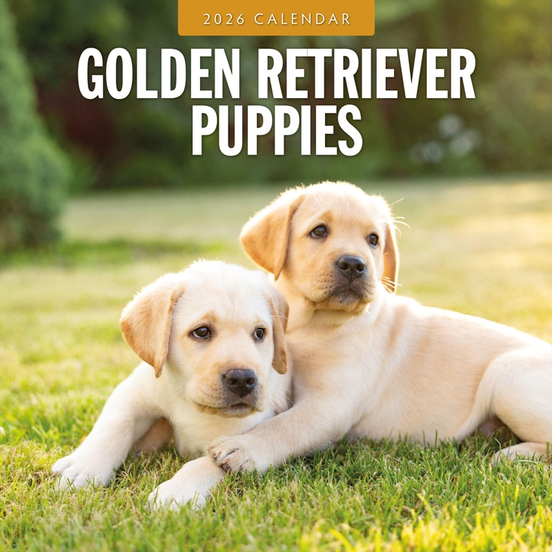 Golden Retriever Puppies 2026 Square Wall Calendar/Product Detail/Calendars & Diaries