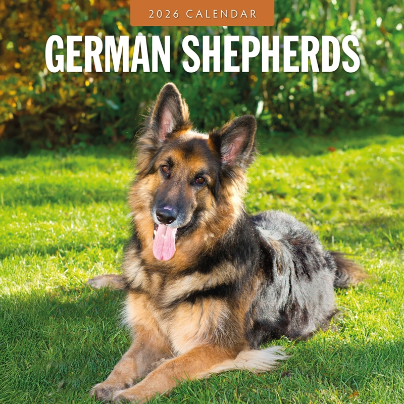 German Shepherds 2026 Square Wall Calendar/Product Detail/Calendars & Diaries