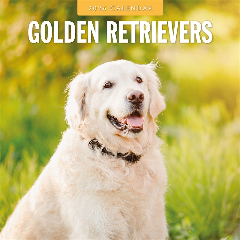 Golden Retrievers 2026 Square Wall Calendar/Product Detail/Calendars & Diaries