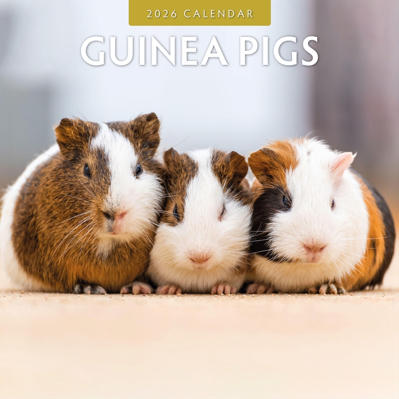 Guinea Pigs  2026 Square Wall Calendar/Product Detail/Calendars & Diaries