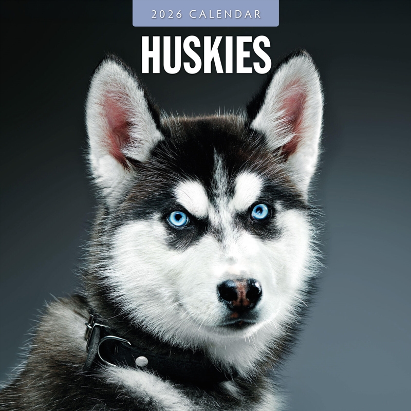 Huskies 2026 Square Wall Calendar/Product Detail/Calendars & Diaries