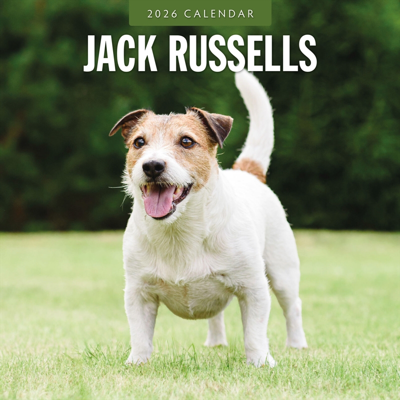Jack Russells 2026 Square Wall Calendar/Product Detail/Calendars & Diaries