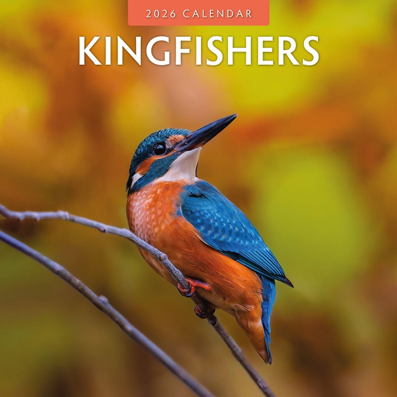 Kingfishers 2026 Square Wall Calendar/Product Detail/Calendars & Diaries