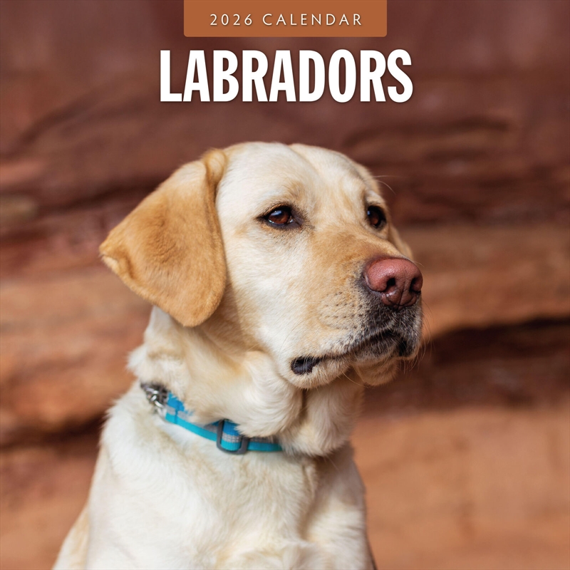 Labradors 2026 Square Wall Calendar/Product Detail/Calendars & Diaries