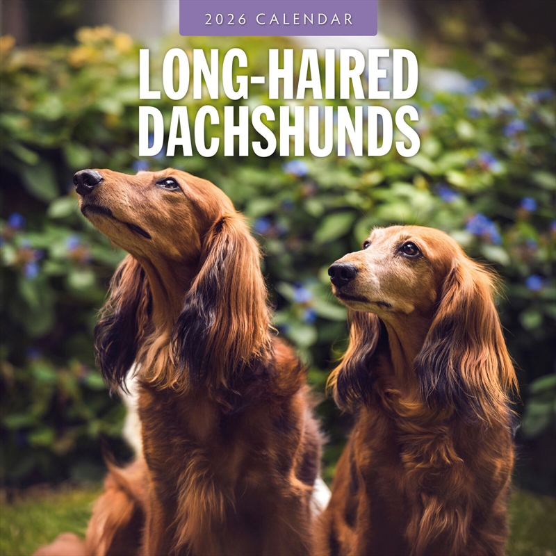 Long-Haired Dachshunds 2026 Square Wall Calendar/Product Detail/Calendars & Diaries