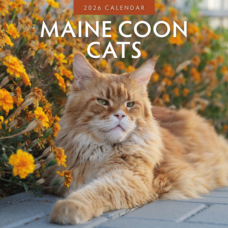 Maine Coon Cats 2026 Square Wall Calendar/Product Detail/Calendars & Diaries