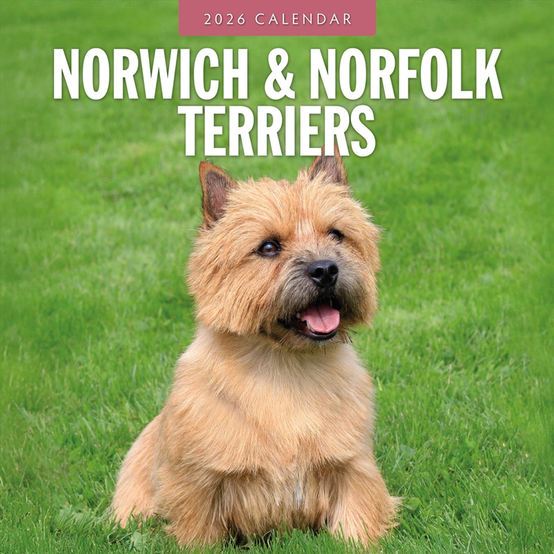 Norwich & Norfolk Terriers 2026 Square Wall Calendar/Product Detail/Calendars & Diaries