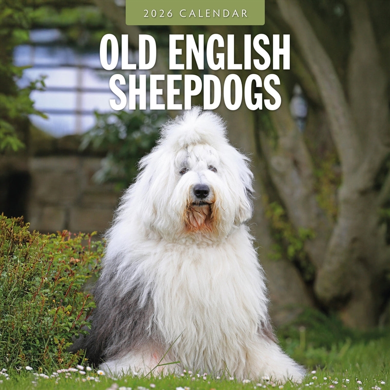 Old English Sheepdogs 2026 Square Wall Calendar/Product Detail/Calendars & Diaries